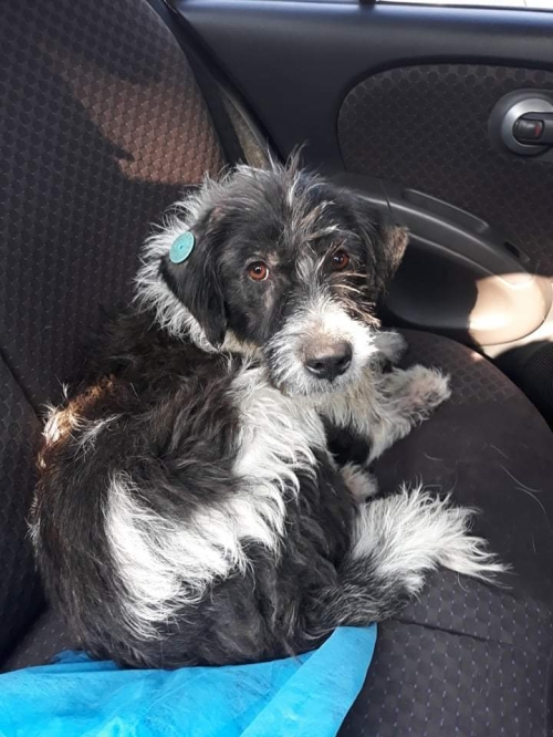 ბალონკის მეტისი უსახელო