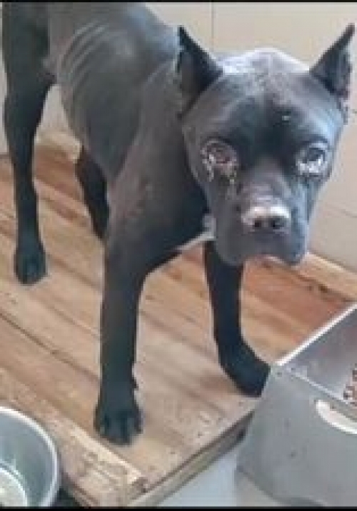 კანე კორსო დარიკო გოგობეშვილმა მოიყვანა