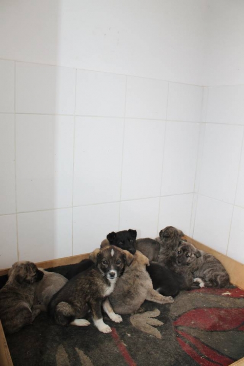 ქოფაკის ლეკვები უსახელო