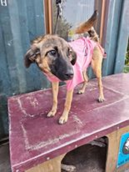 მეტისი ლუსი