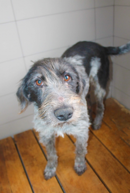 დრათხარი უსახელო