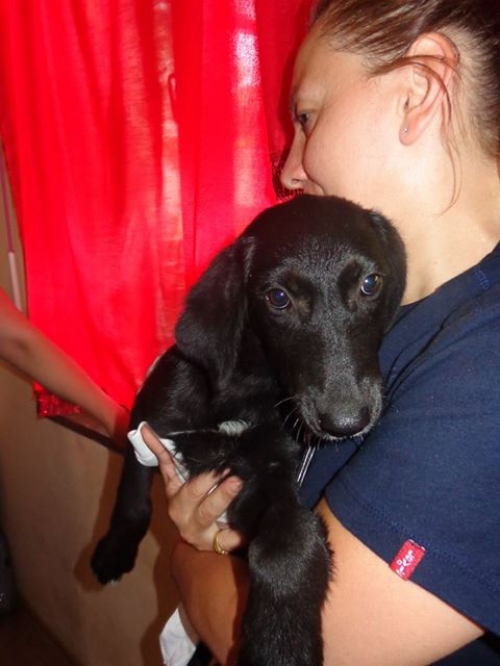 მეტისი ჩაპი