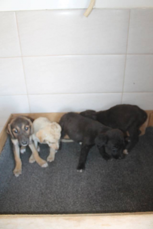 მეტისის ლეკვები უსახელო