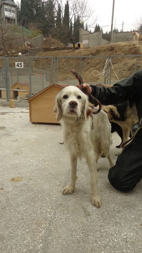 სეტერი ბობო