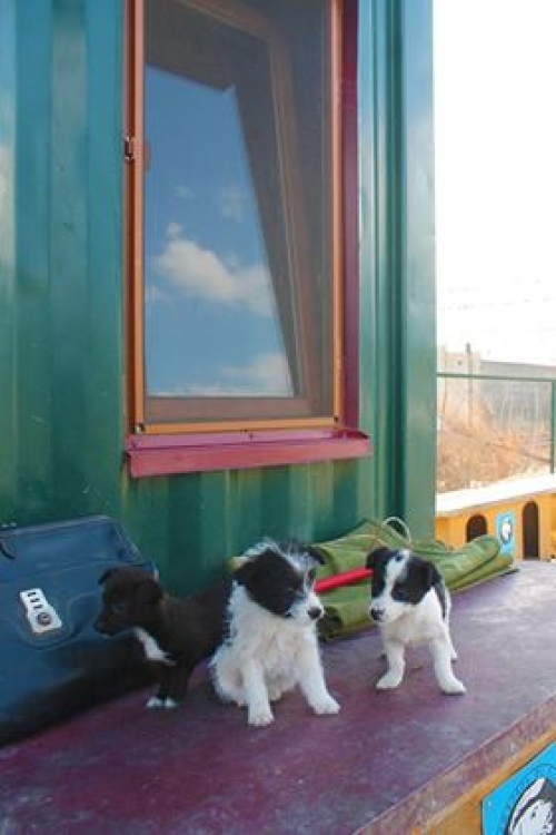 მეტისი უსახელო