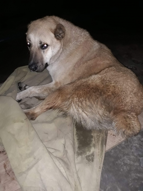 ქართული ნაგაზი გადმოყვანილია მუნოც თავშ.