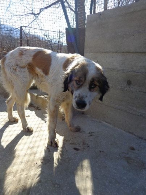 ქართული ქოფაკი უსახელო