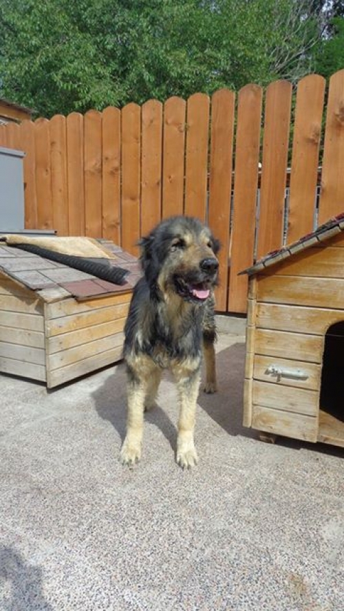 ქართული ნაგაზი ბომბორა