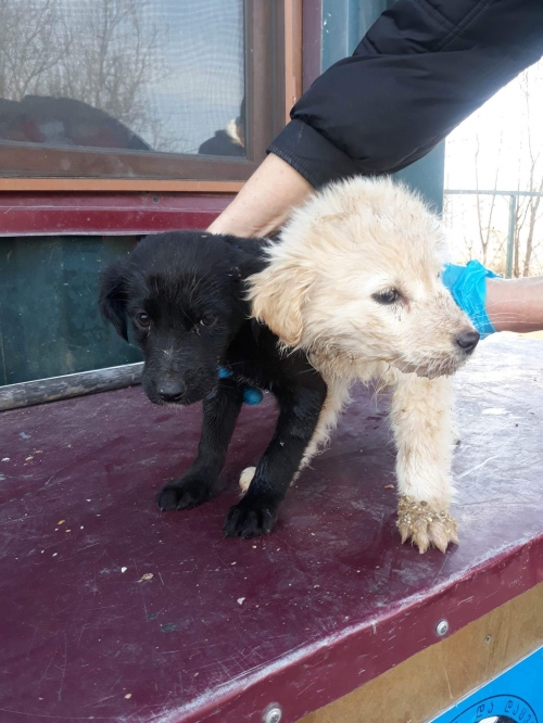 მეტისი უსახელო