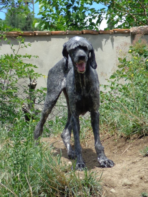 სეტერი ლედი