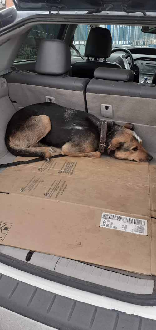 მეტისი უსახელო