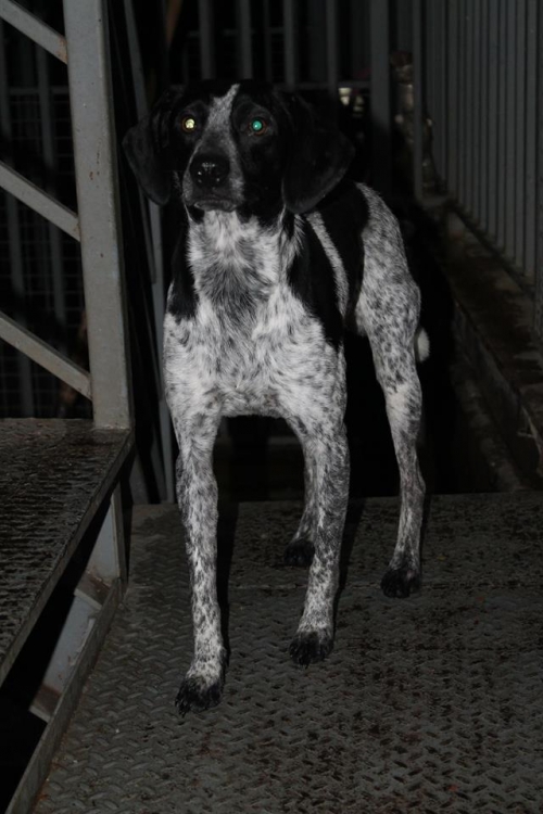 მეტისი ბუბუ