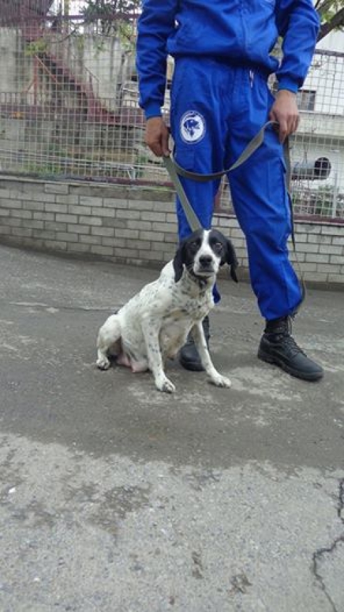 მეტისი ლედი