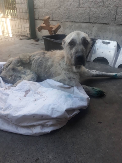 ქართული ნაგაზი ნორიოს გზაზე ნაპოვნი