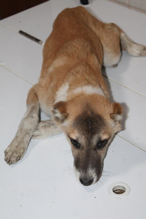 ქართული ქოფაკი უსახელო