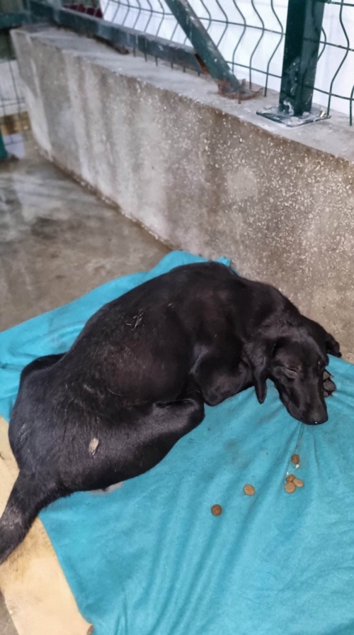 მეტისი ქაეროს 4 ქუჩა