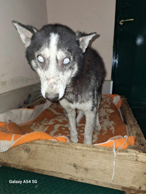 ლაიკა აფრიკის გადასახვევ პოლიციის ქუჩა დრაივის მაღაზია