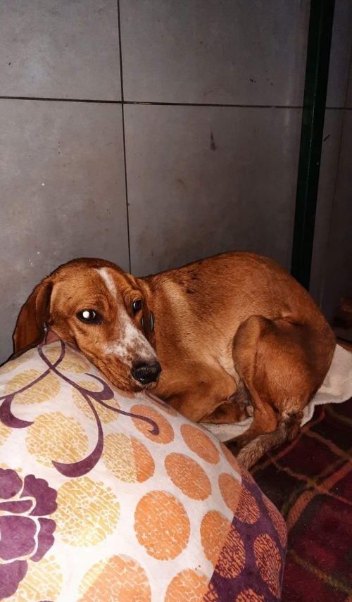 მეტისი უსახელო