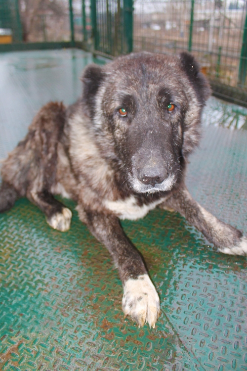 ქართული ნაგაზი უსახელო