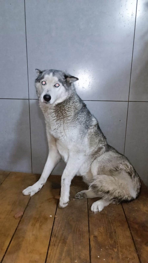 ლაიკა კაიროს მე 3 ქუჩა