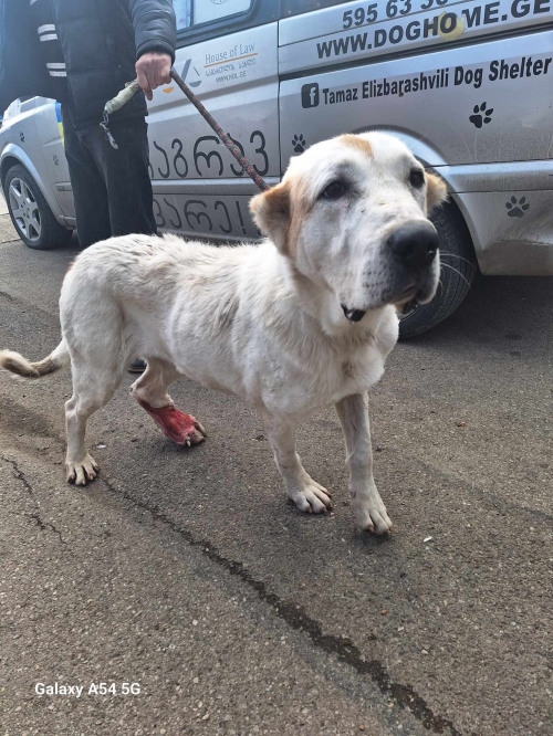 ქართული ნაგაზი თელავი