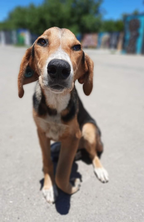 გონჩი დატოვეს თავშესაფართან