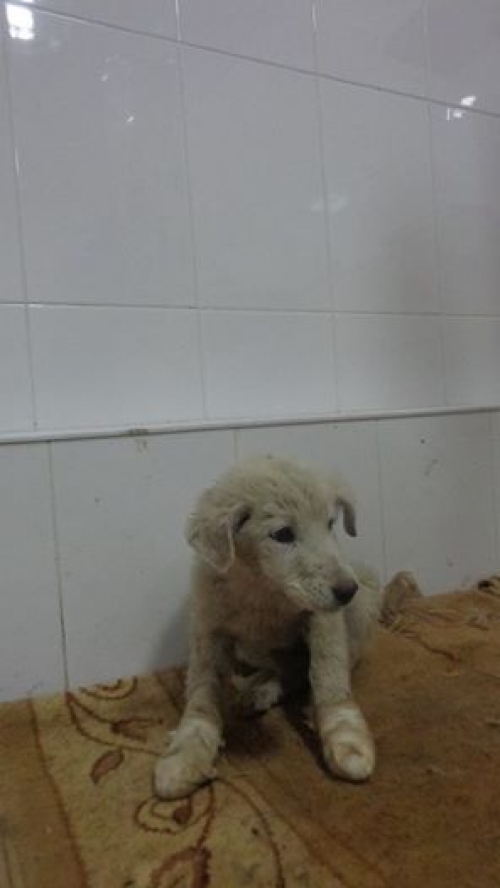 მეტისის ლეკვები უსახელო