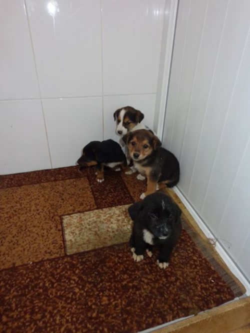 მეტისის ლეკვები უსახელოები