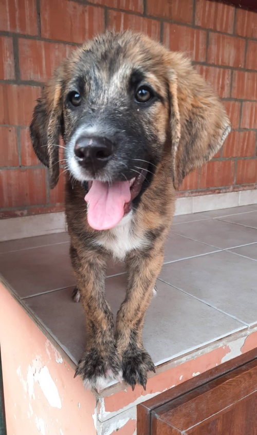 ქართული ქოფაკი ვაკის პარკი