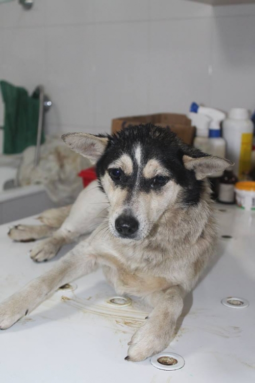 მეტისი უსახელო