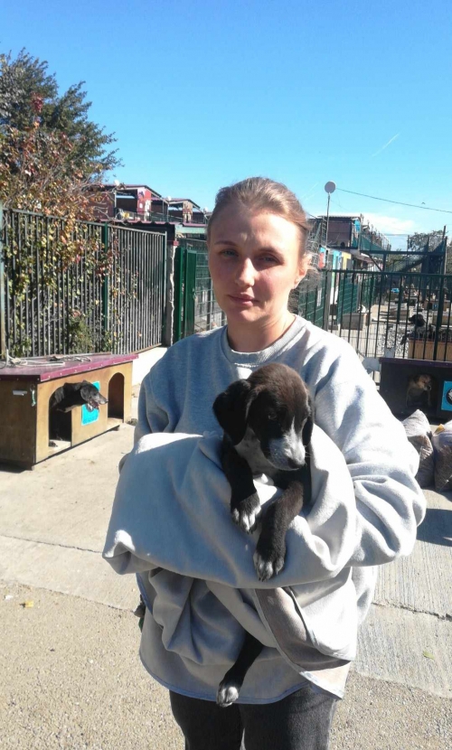 მეტისი ლოტკინი