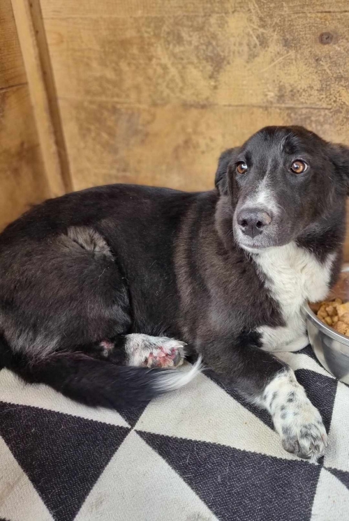 მეტისი ჯესი