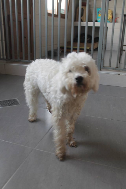 პუდელი ბაბი