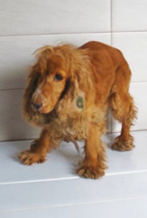 კოკერსპანიელი უსახელო