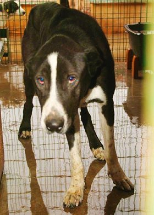 ქართული ნაგაზი ბუთა