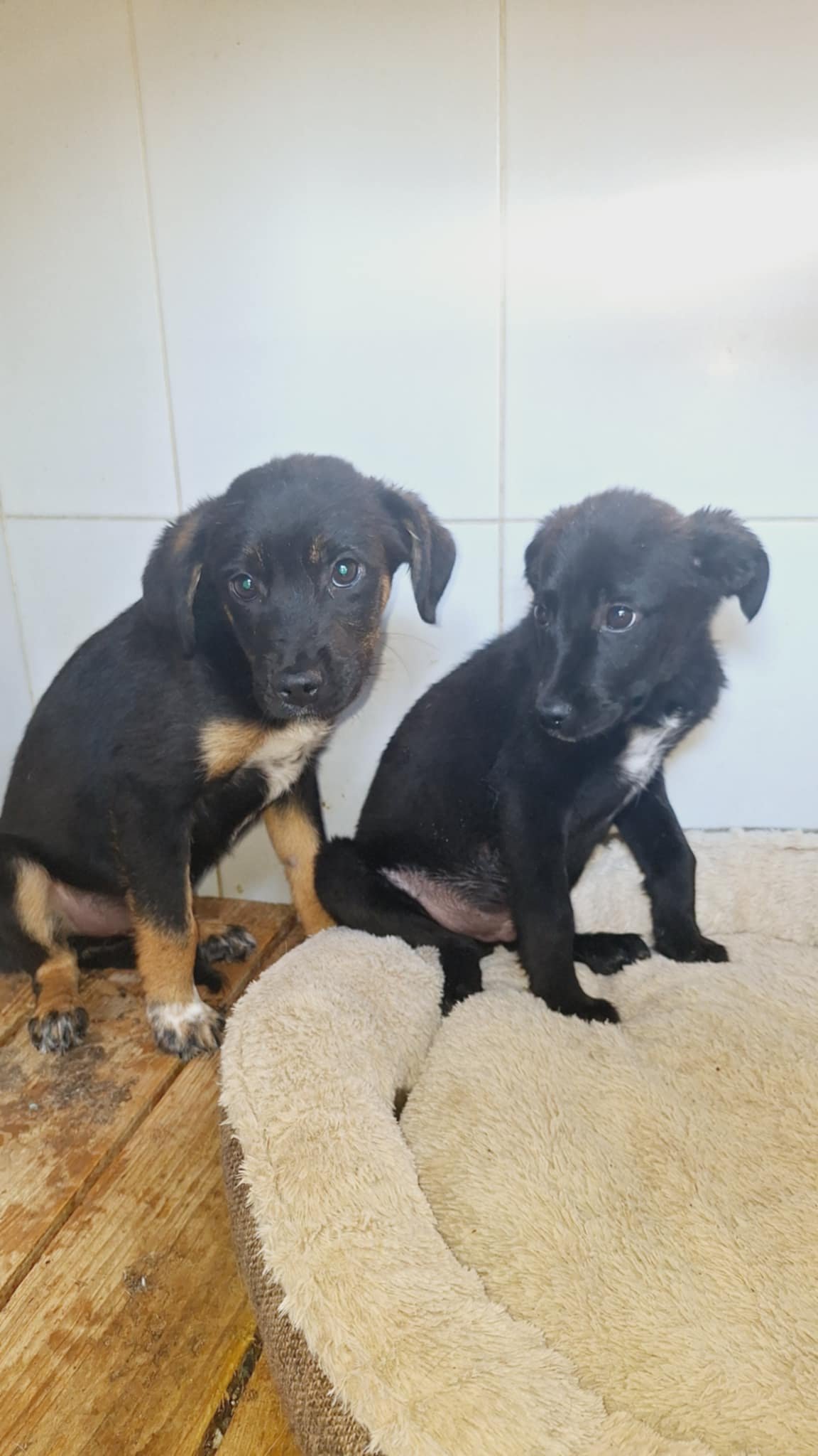 მეტისის 2 ლეკვი. გორი