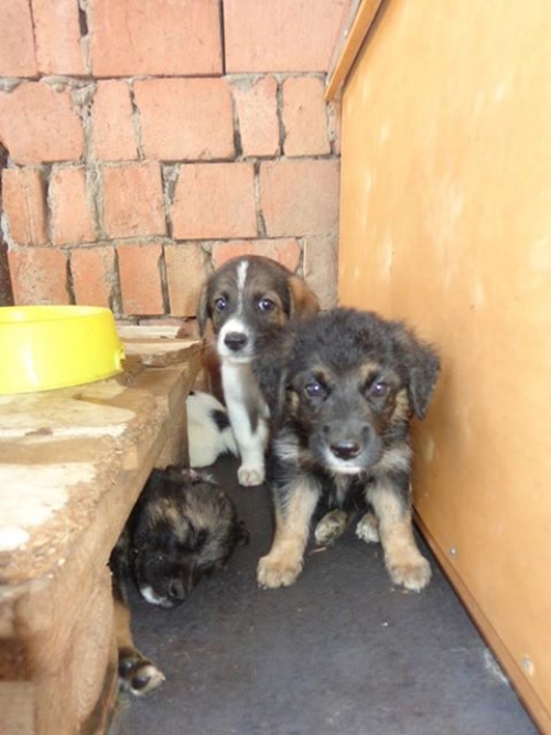 მეტისი უსახელოები