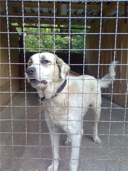 * გაჩუქებულები რექსი