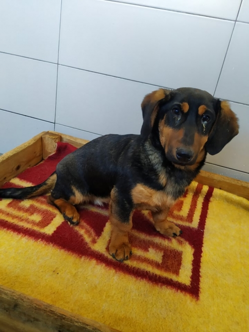 ტაქსა ნაპოვნია თავშესაფრის კარებთან