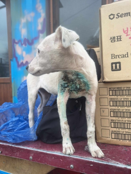 მეტისი ახმეტელოს მეტრო