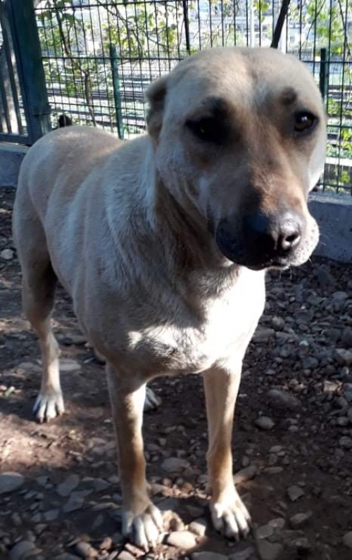 ქართული ქოფაკი უსახელო