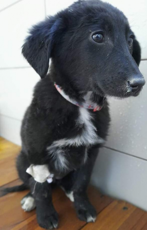 მეტისი უსახელო