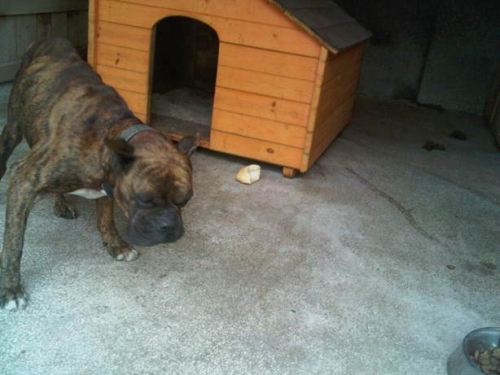 ბულდოგი ნაპოვნია ბულდოგი