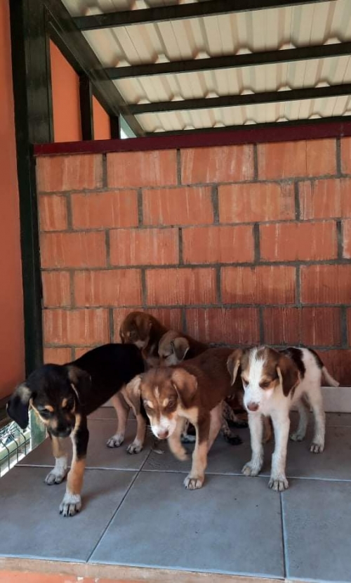 მეტისი უსახელო