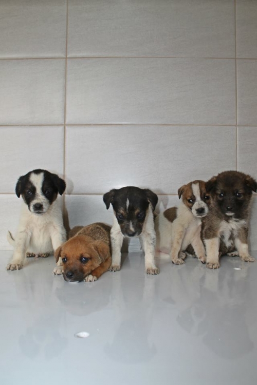 მეტისის ლეკვები უსახელო