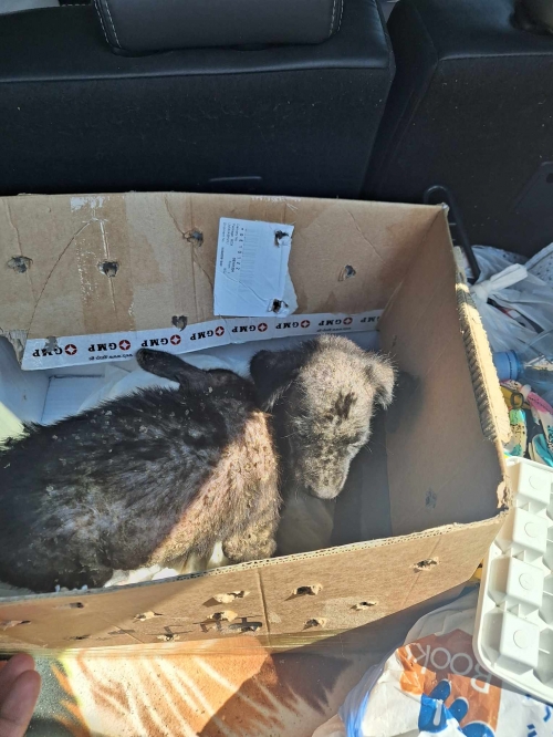 მეტისი ჩაქვი