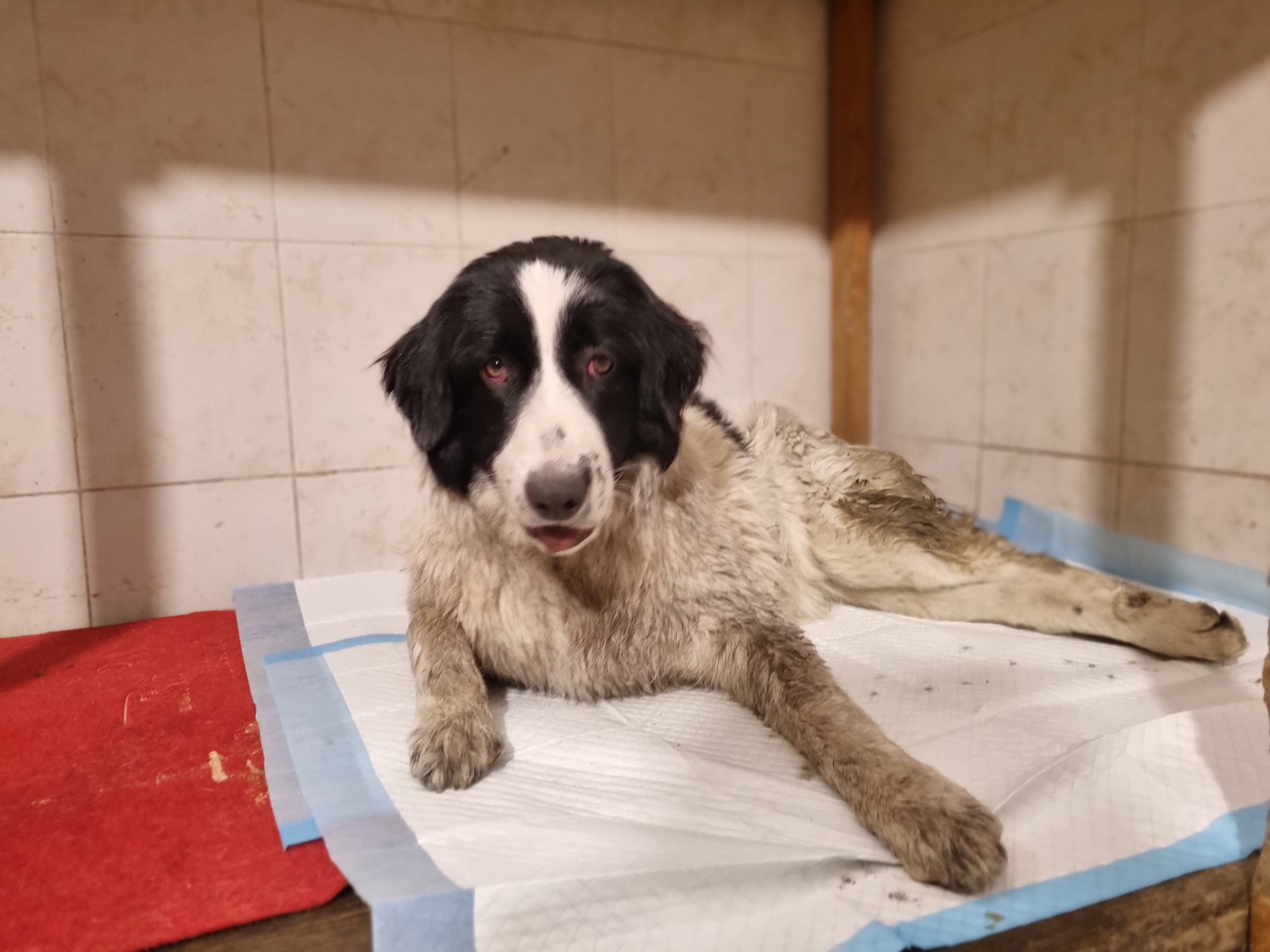 მეტისი ვარკეთილი