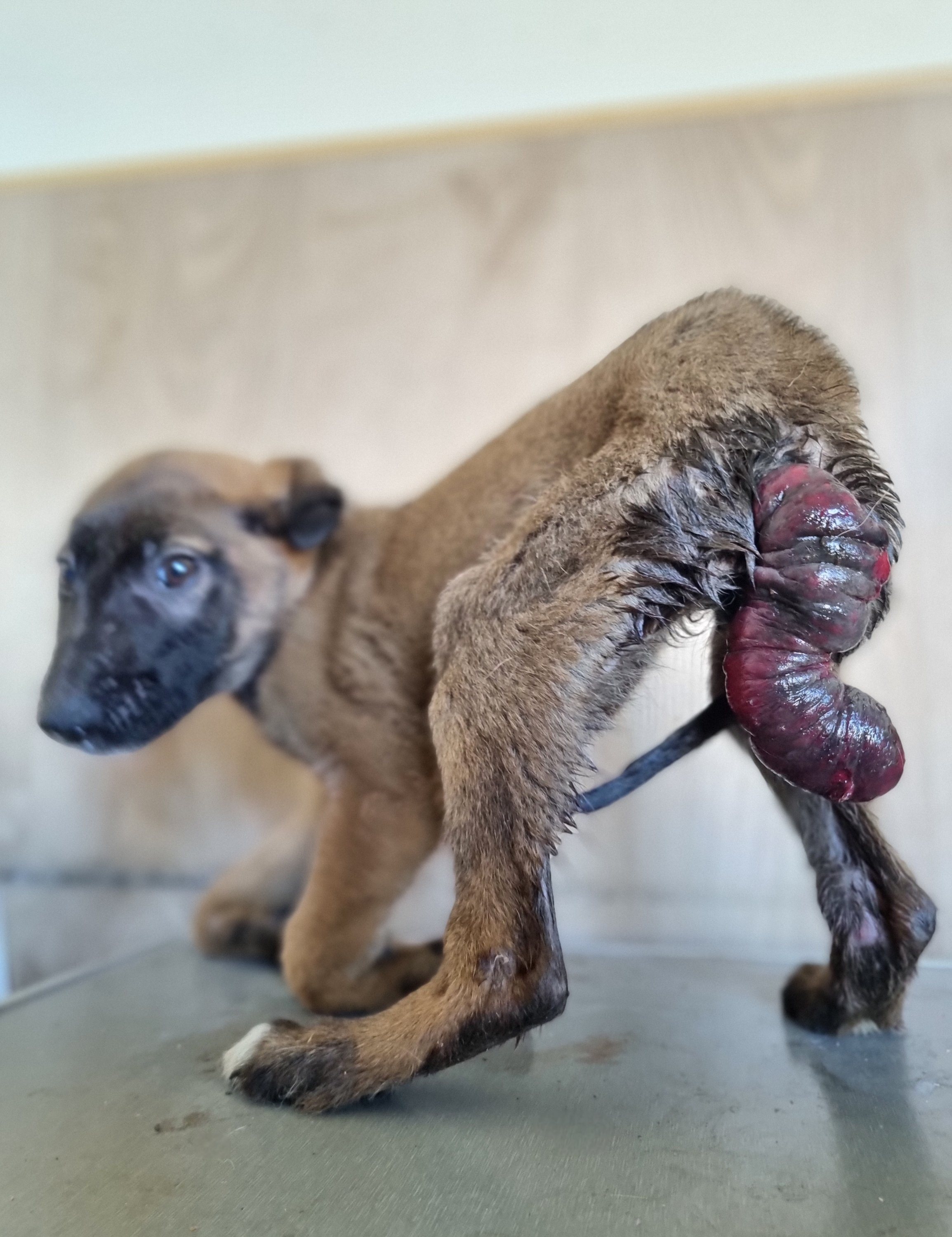 მეტისი. საგარეჯო