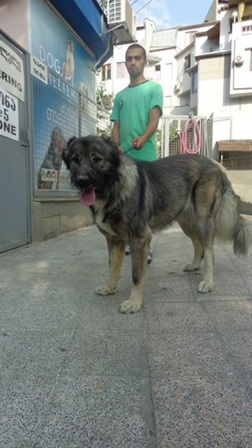 კავკასიური ნაგაზი ბუბუ