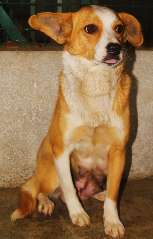 მეტისი უსახელო